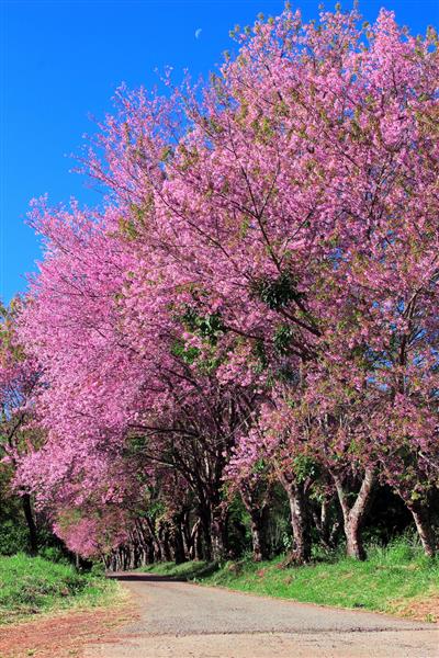 مسیر شکوفه های گیلاس در چیانگ مای تایلند