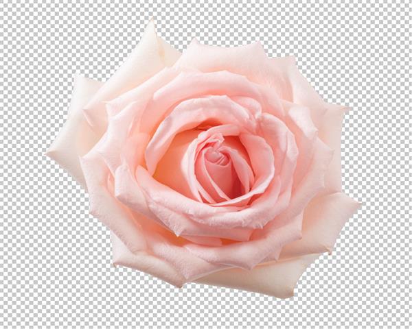 گل رز صورتی جدا شده