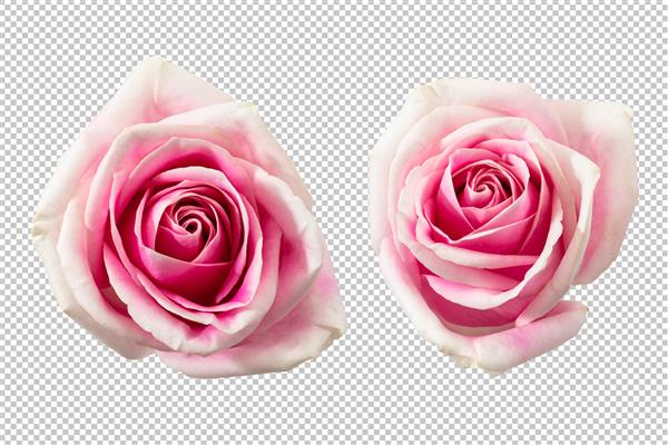 گل رز صورتی جدا شده
