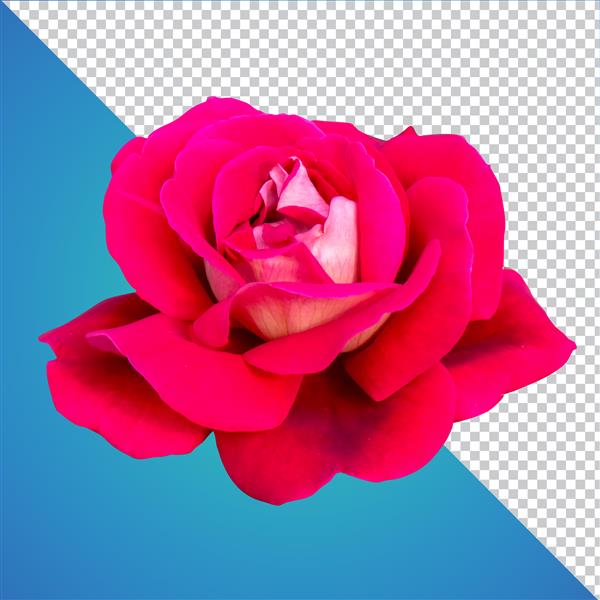 فایل psd لایه ایزوله جدا شده گل رز