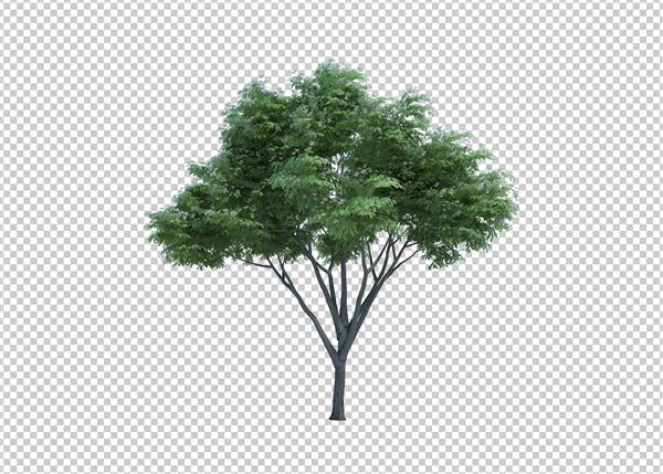 3D ارائه درخت شیء طبیعت جدا شده