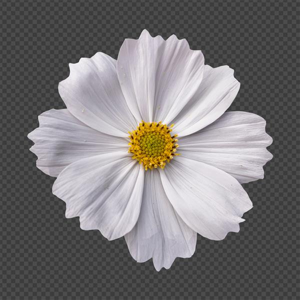 رندر جداگانه گل کیهان سفید