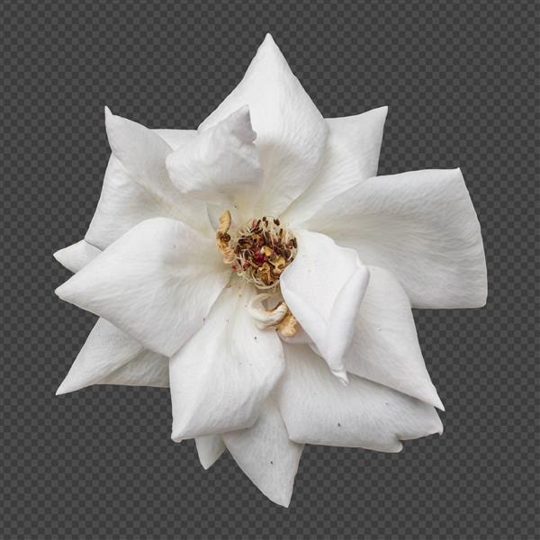 رندر جداگانه گل رز سفید