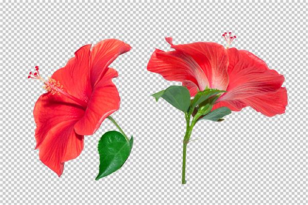 پس زمینه شفافیت گل هیبیسکوس قرمز شی گل گرمسیری