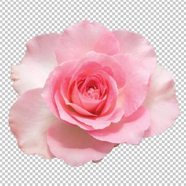 گل رز صورتی روی شفاف