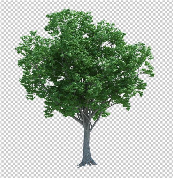 درخت شیء طبیعت جدا شده