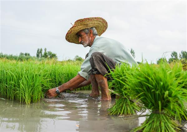 کشاورز قدیمی در مزارع برنج کار می کند