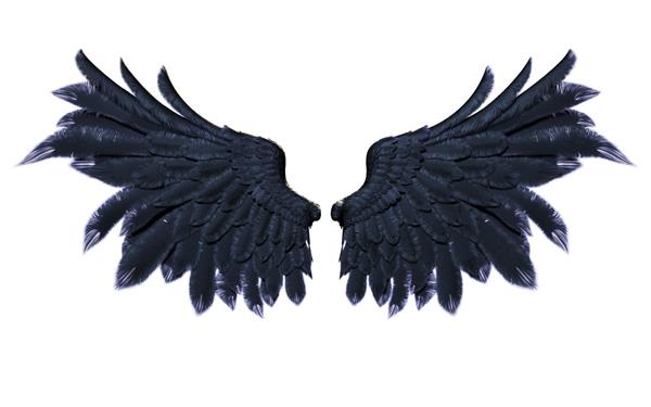بالهای دیو پرهای بال سیاه جدا شده در زمینه سفید