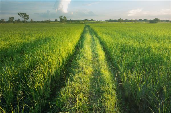 زمینه برنج مزرعه سبز جاده جاده طبیعت پس زمینه چشم انداز