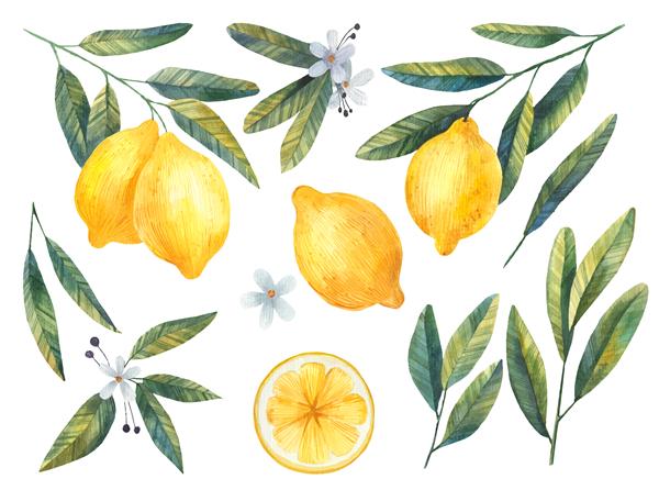 مجموعه لیمو با تصویر آبرنگ برگ و گل در زمینه سفید