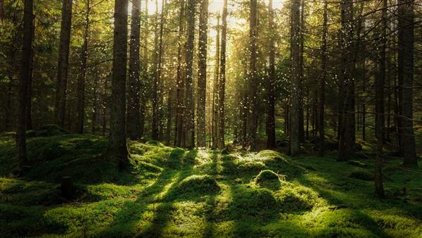 جنگل افسانه جادویی جنگل مخروطی پوشیده از خزه سبز