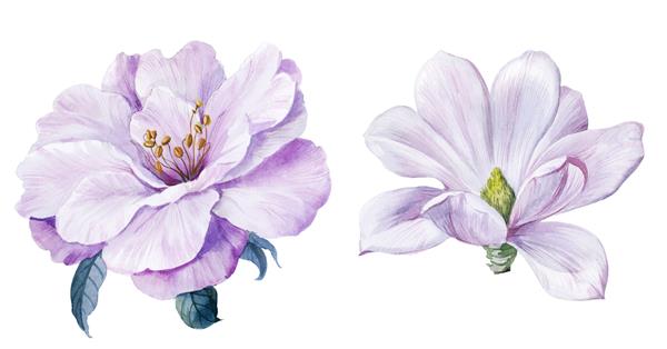 تصویر آبرنگ گلها ترکیب دستی عناصر آبرنگ مجموعه بزرگ