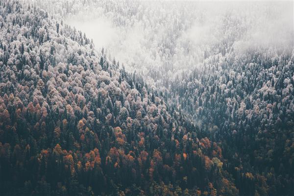 جنگل پاییزی مه آلود مخروطی منظره چشم انداز هوایی