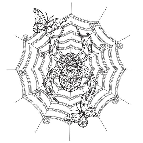 عنکبوت و پروانه تصویر طراحی دستی برای کتاب رنگ آمیزی بزرگسالان