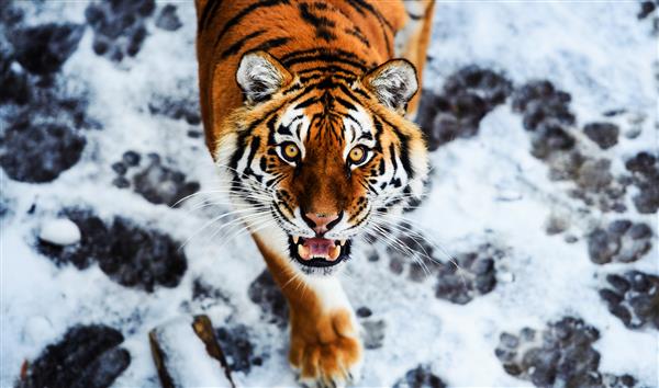 ببر آمور زیبا روی برف ببر در زمستان صحنه حیات وحش با حیوان خطرناک