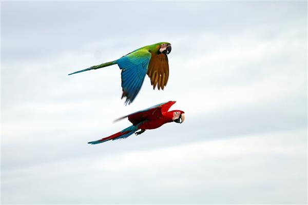 ماکائو قرمز مایل به قرمز در آسمان پرواز می کند
