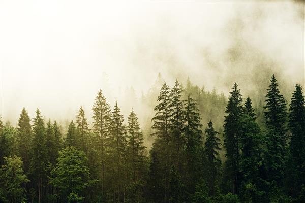 درختان کاج سبز پوشیده از مه