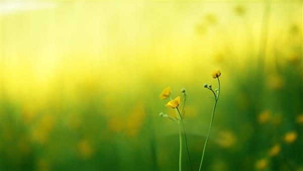گل های زرد روی عکس ماکرو