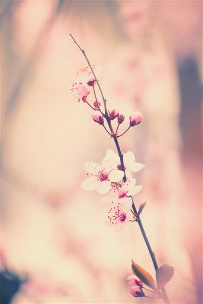 گل های شکوفه گیلاس