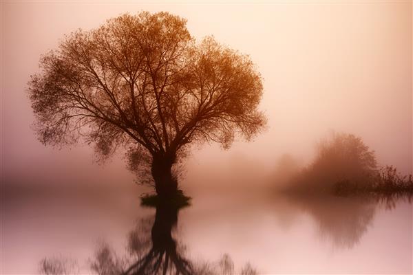منظره ای با درخت مه و دریاچه