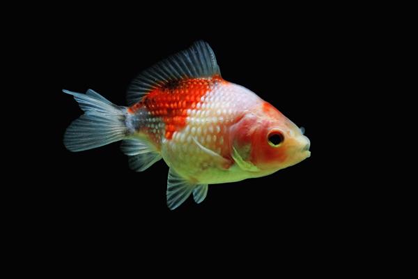 ماهی قرمز پرل با زمینه مشکی