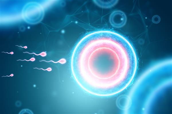 لقاح تخمک توسط سلول های اسپرم بارداری درمان ناباروری مادر شدن تصویر سه بعدی رندر سه بعدی