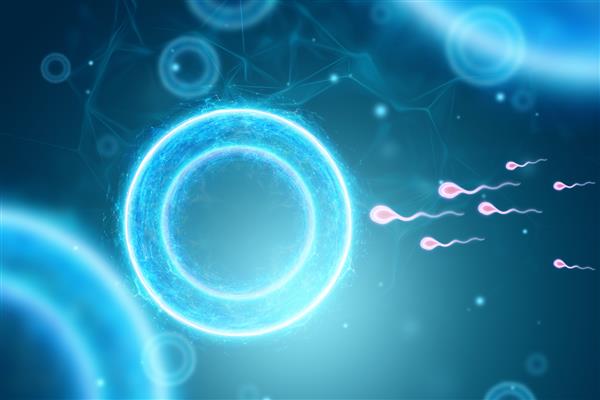 لقاح تخمک توسط سلول های اسپرم بارداری درمان ناباروری مادر شدن تصویر سه بعدی رندر سه بعدی