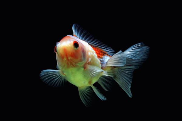 حرکت ماهی قرمز پرل با پس‌زمینه مشکی فیشبال زیبا با پس‌زمینه مشکی
