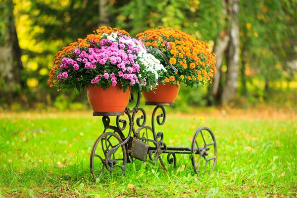 سبد گل روی تنه دوچرخه قدیمی دکور باغچه پروونس تحویل آنلاین سفارش گل