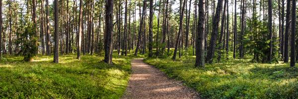 مسیری در مسیر جنگلی در جنگل تابستانی در سپیده دم چشم انداز طبیعت برای چاپ مسیری در فضای سبز برای