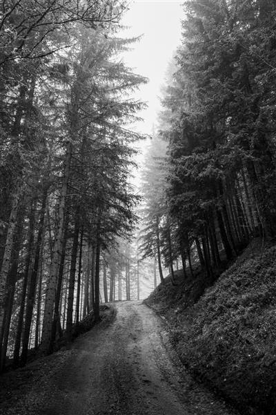 جاده خاکی در جنگل ایتالیا