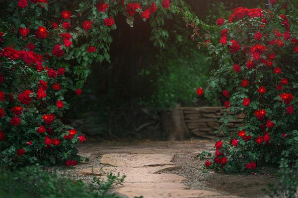 باغی زیبا با بوته های گل رز در تابستان