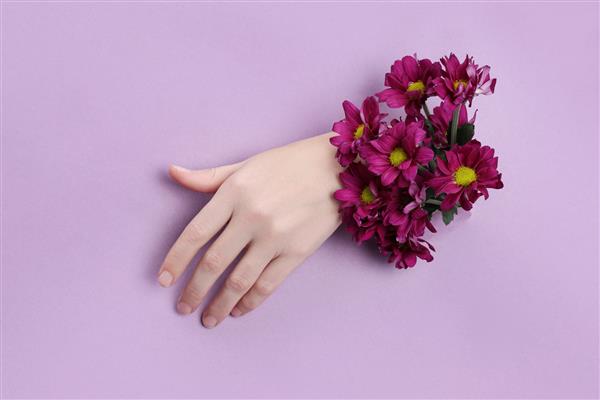 دست زیبایی با گل در یک سوراخ در زمینه کاغذ بنفش لوازم آرایشی دست طبیعت عصاره گل طبیعی مرطوب کننده و نرم کننده پوست