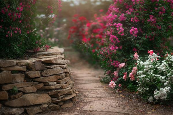 باغی زیبا با بوته های گل رز در تابستان