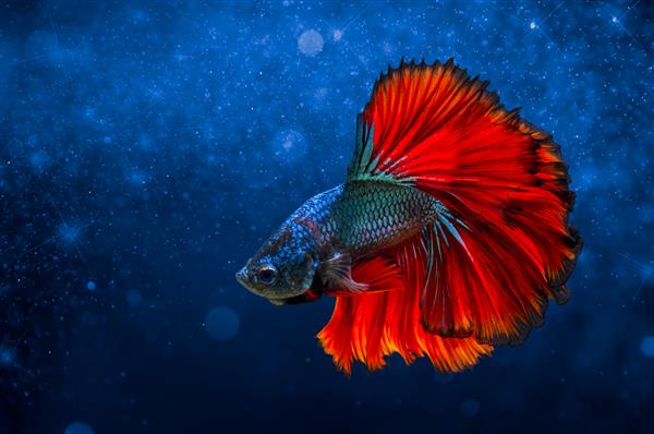 پس زمینه نور آبی قرمز ماهی مبارزه با بوکه