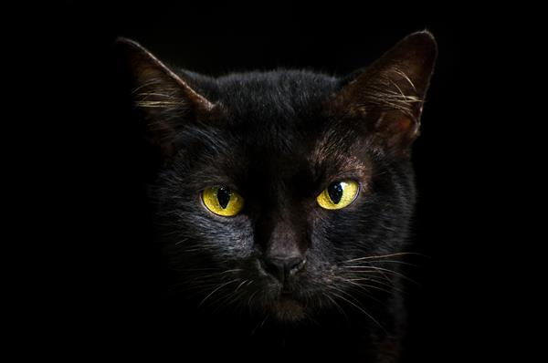 جلوی چشم گربه سیاه زرد است پس زمینه سیاه گربه سیاه هالووین