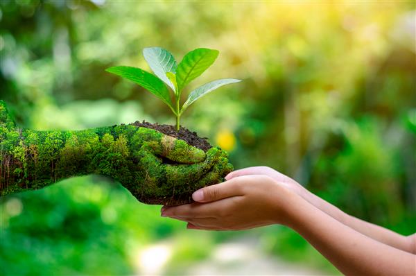 روز محیط زیست زمین در دستان درختانی که نهال می رویند