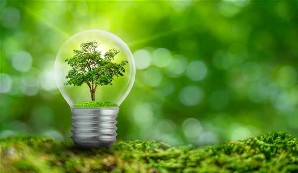 لامپ در داخل با جنگل برگ قرار دارد و درختان در نور هستند مفاهیم حفاظت از محیط زیست و گیاه گرمایش جهانی که در داخل لامپ لامپ روی خشک رشد می کند