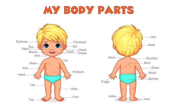 تصویر قطعات بدن پسر برای یادگیری کودکان