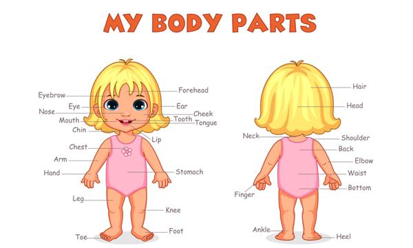 تصویر قطعات بدن دختر برای یادگیری کودکان