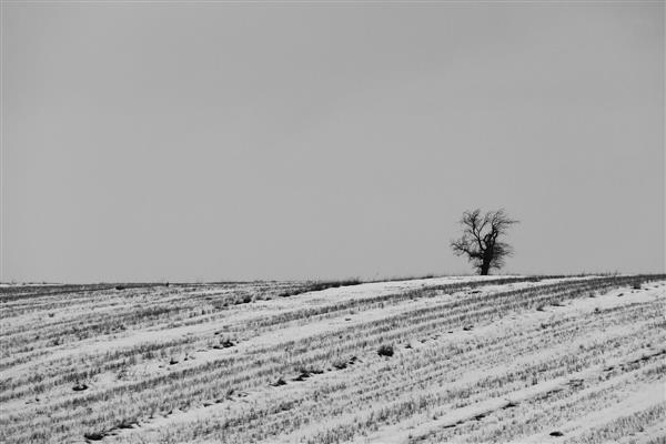 روز برفی و تک درخت تنها