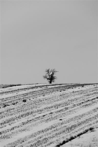 روز برفی و درخت سیاه و سفید