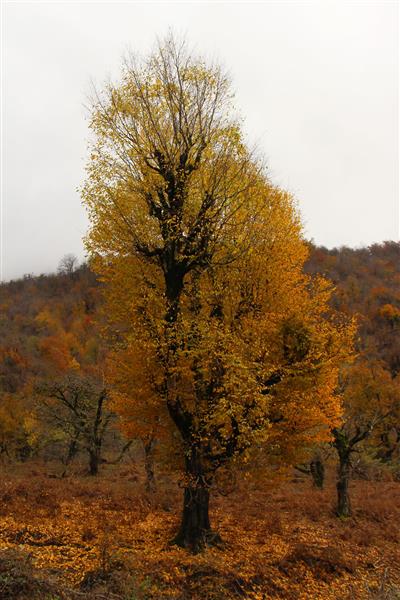 پاییز طلایی و درخت طلایی