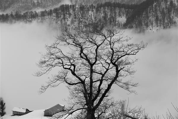 درخت سیاه و سفید و برف
