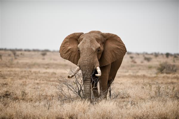 عکس زیبا از یک فیل آفریقایی در دشت ساوانا