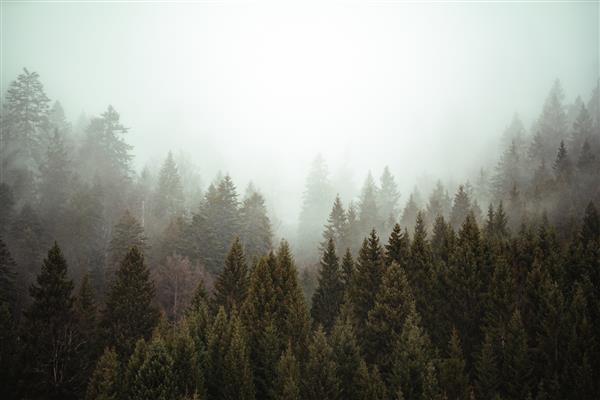 درختان کنار هم در جنگلی که مه خزنده پوشیده است