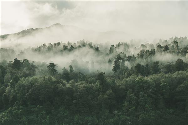 عکس با زاویه بالا از یک جنگل زیبا با تعداد زیادی درخت سبز که در مه پوشانده شده است در نیوزیلند