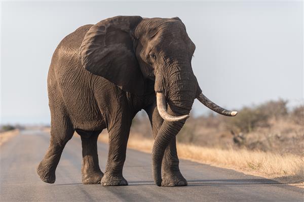 فیل در حال راه رفتن در جاده