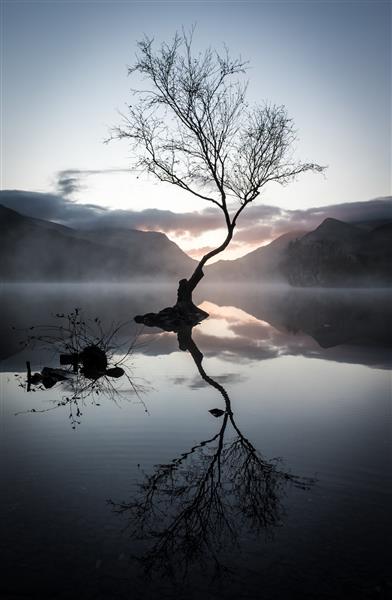 عکس عمودی از انعکاس درخت بی برگ در دریاچه احاطه شده توسط کوه در غروب آفتاب