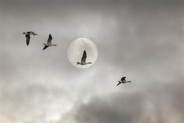 عکس با زاویه پایین از پرواز اردک ها در زیر آسمان ابری و ماه کامل مناسب برای تصاویر پس زمینه